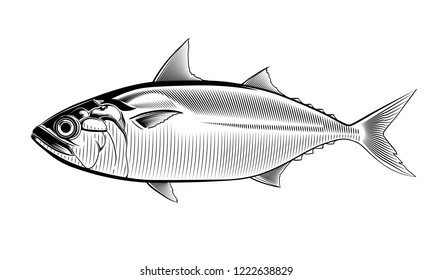 Short mackerel. Vintage hand drawn illustration in vector
