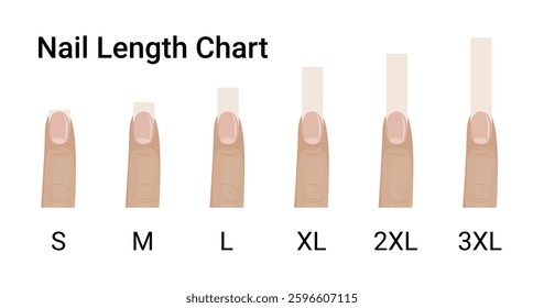 Short, middle and long nails length vector illustration design.