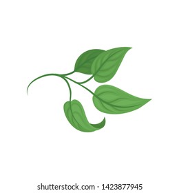 Short stem with leaves. Vector illustration on white background.