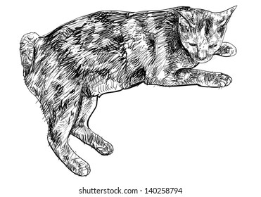Short tail cat laying down and nearly fallen a sleep.