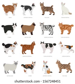 Short tail type bob cats. Domestic cat breeds and hybrids collection isolated on white. Flat style set. Vector illustration