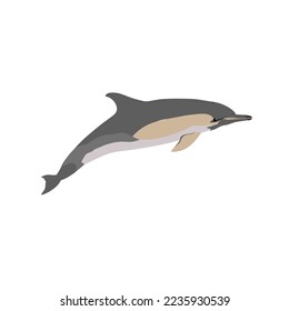 Der kurzgebackene Delphin Delphinus delphis, Vektorbild, PNG-Bild