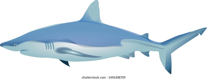 Shortfin Mako Shark ,Isurus Oxyrinchus, Demersal , Marine Fish - Vector