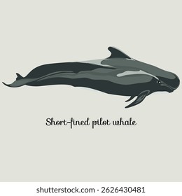 Coleção de ilustrações de mamíferos marinhos (ilustração vetorial)