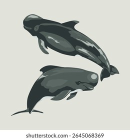 SHORT-FINNED PILOT WHALE (Globicephala macrorhynchus). Marine mammal illustration collection (vector illustration)
