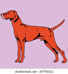 Gundog Images Stock Photos Vectors Shutterstock