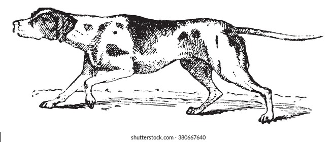 Shorthaired Pointer, Vintage Engraved Illustration. Dictionary Of Words And Things - Larive And Fleury - 1895.
