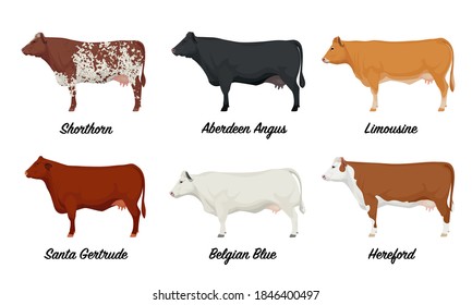 Shorthorn, Aberdeen Angus, Limousine , Santa Gertrude, Belgian Blue, Hereford Cows - The Best Beef Cattle Breeds Set. Farm animals. Vector Illustration.