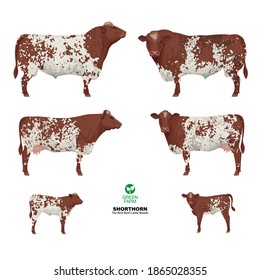 Shorthorn - The Best Beef Cattle Breeds. Set Bull, Cow, Calf. Farm animals. Vector Illustration.