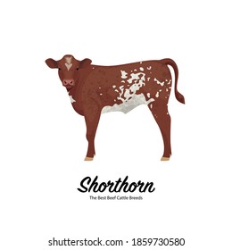 Shorthorn Calf - The Best Beef Cattle Breeds. Farm animals. Vector Illustration.