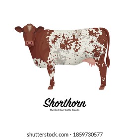 Shorthorn Cow - The Best Beef Cattle Breeds. Farm animals. Vector Illustration.