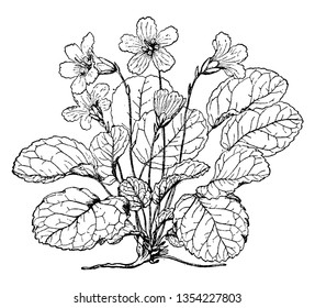 Shortia Galacifolia is also called as acony bell and it is a rare North American plant in the family Diapensiaceae found in the southern Appalachian Mountains, vintage 