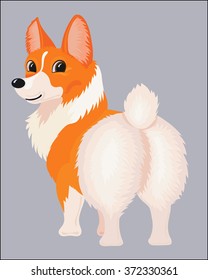 short-legged amusing dog