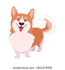 Short-legged Welsh Corgi with Brown Coat in Standing Pose Vector Illustration