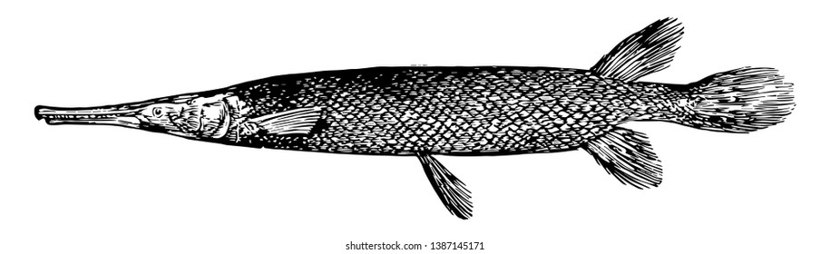 Shortnose Gar es un pez de la familia Lepisosteidae de garpikes, dibujo vintage o ilustración grabadora.