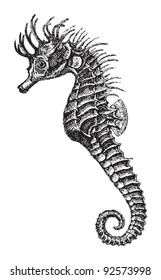 short-snouted seahorse (Hippocampus antiquorum) / vintage illustration from Meyers Konversations-Lexikon 1897