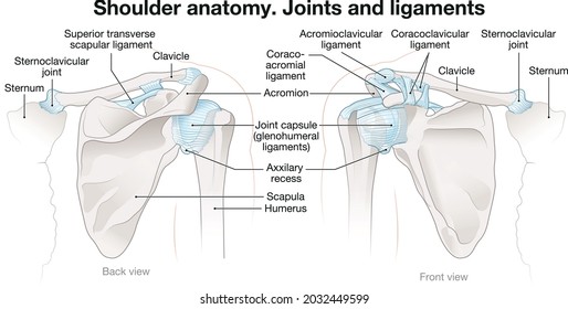 Shoulder anatomy. Joints and ligaments. Labeled vector illustration
