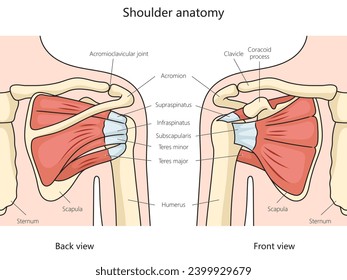shoulder anatomy structure diagram