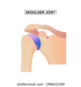 Shoulder anatomy vector illustration. anterior view with bones titles and location. Healthy organ description