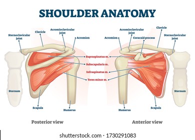 Shoulder anatomy vector illustration. Labeled inner skeleton and muscle structure scheme. Physiological educational posterior or anterior view with bones titles and location. Healthy organ description