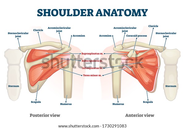 Shoulder Anatomy Vector Illustration Labeled Inner Stock Vector Royalty Free 1730291083