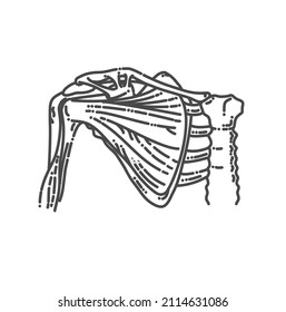 Shoulder anatomy vector illustration. skeleton and muscle structure