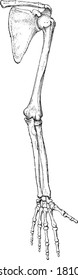 Shoulder anterior side of the shoulder and arm, From the Dictionary of Word and Things, 1888.
