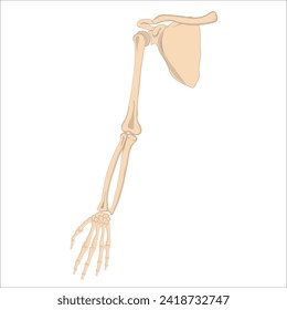 shoulder and arm bone anatomy vector