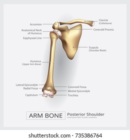 Shoulder Bone Anatomy Diagram / File Human Arm Bones Diagram Svg