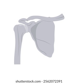 Shoulder Bone, Human Body Part Illustration