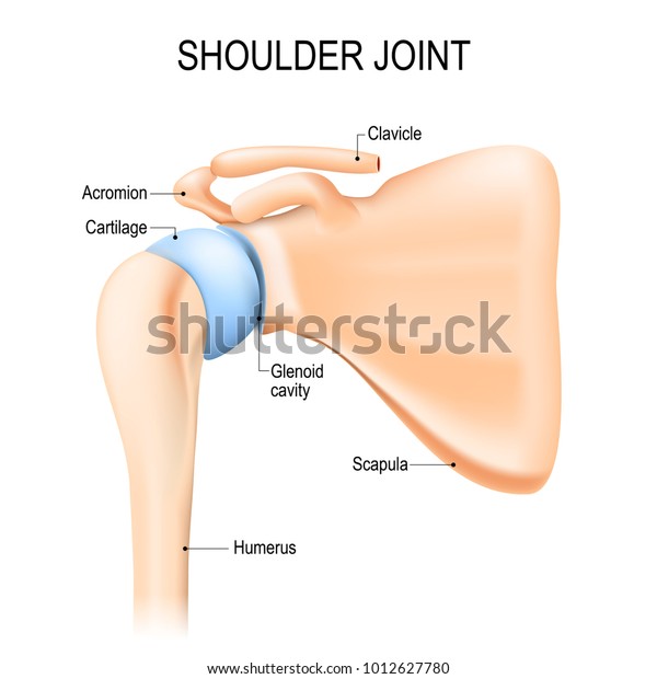 Shoulder Glenohumeral Joint Human Anatomy Vector Stock Vector Royalty Free 1012627780