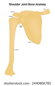 Schultergelenk Knochen Anatomie Wissenschaft Design Vektor Illustration Diagramm