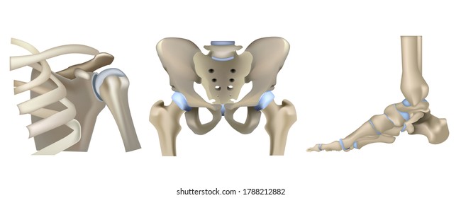 Shoulder Joint Hip Joint Foot Joint Stock Vector (Royalty Free ...