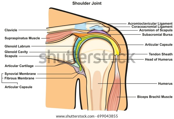 Shoulder Joint Human Body Anatomy Infographic Stock Vector Royalty Free 699043855