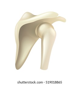 Shoulder joint isolated on white vector illustration