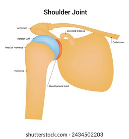 Shoulder Joint Science Design Vector Illustration Diagram