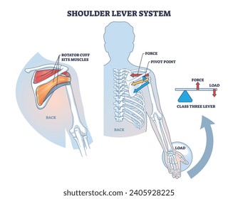 Shoulder lever system for shoulder and upper body movement outline diagram. Labeled educational scheme with rotator cuff sits muscles, force, pivot point or load vector illustration. Medical arm flex