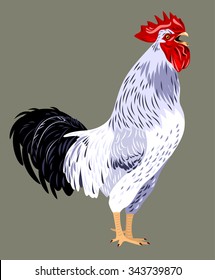 shouting (singing) cock