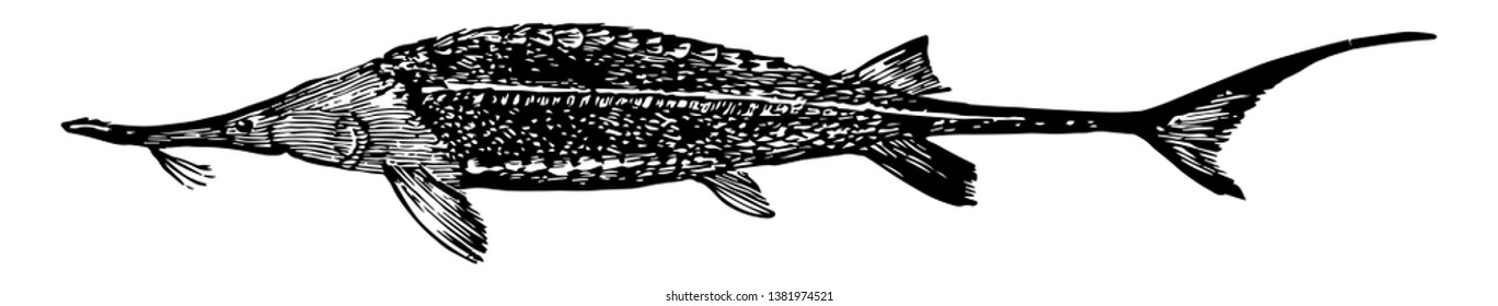 Shovelnose Sturgeon Is A Freshwater Fish In The Acipenseridae Family Of Sturgeons, Vintage Line Drawing Or Engraving Illustration.