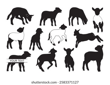 show lamb #2 Vector For Print, show lamb Clipart, show lamb Vector Illustration