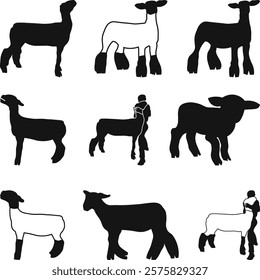 Show Lamb Bundle Vector, Market Lamb Icons Silhouette, Livestock Show SVG'', Show Sheep Illustration