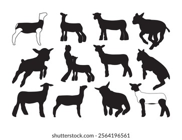 Show Lamb Vector For Print, Show Lamb Clipart, Show Lamb Vector Illustration