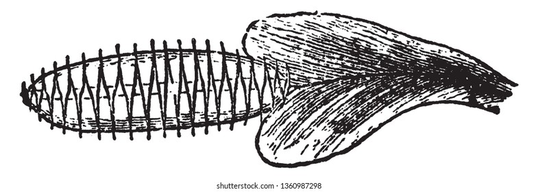 As show in picture, Leaf of Venus's Fly-trap which is closed over insect, viewed from above, vintage line drawing or engraving illustration.