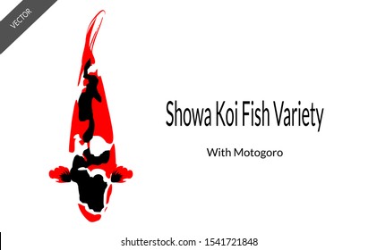 Showa koi fish drawing in a shadow, however when viewed will reflect a koi fish in japan. Showa koi fish japan transformed to simple koi fish painting vector with red, black and white colour