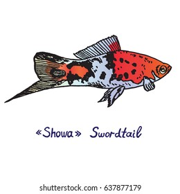 "Showa" Sword-tail (Xiphophorus hellerii, freshwate or brackish fish), hand drawn doodle, sketch in pop art style, vector color illustration