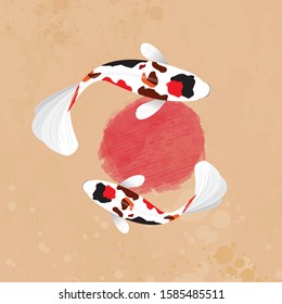 Showasansoku fish koi. Fish Koi Illustration. Concept for Fish Koi. Flat style vector illustration isolated on colour background, suitable for wallpaper, banner, book illustration.