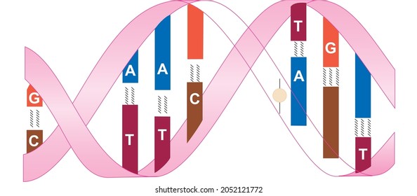 Showing The DNA Sequence With Letters And Breaking The Chain