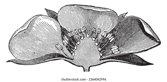 The showing of half picture of strawberry flower. Lower are two sepals they protect to flower. Inside has filament and anther, pollen grain, vintage line drawing or engraving illustration.