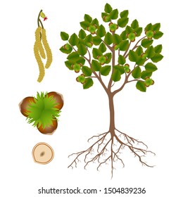 Showing parts of hazelnut plant on a white background.