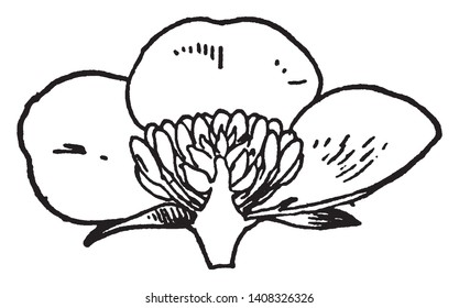 The showing picture of half flower part. The flower sepal, petal, stamen, attached on flower axil. Stamens on receptacle below ovary, vintage line drawing or engraving illustration.